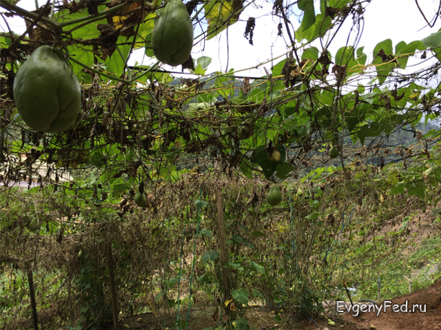 10-3-fruts